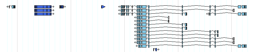 genes detail