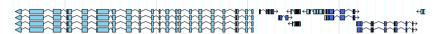 genes detail