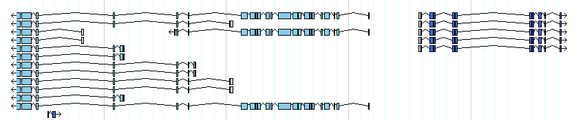 genes detail