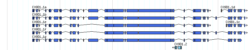 genes detail