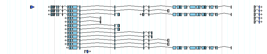 genes detail