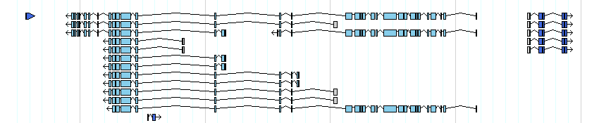 genes detail