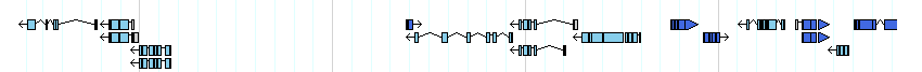 genes detail