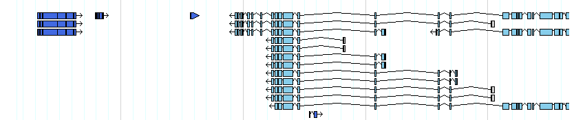 genes detail