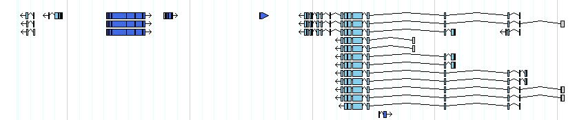 genes detail