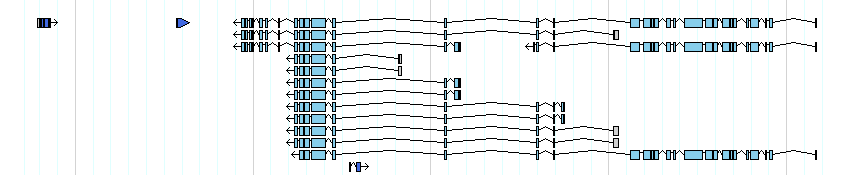 genes detail