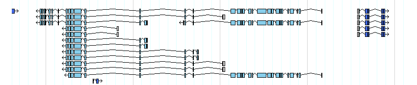 genes detail