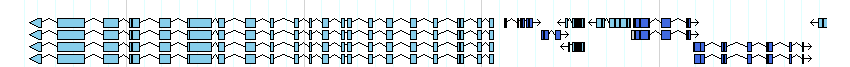 genes detail
