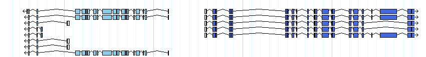 genes detail