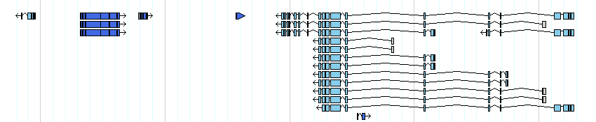genes detail