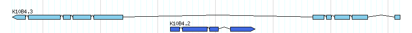 genes detail