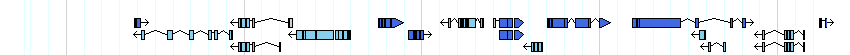 genes detail