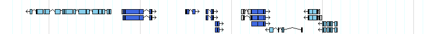 genes detail