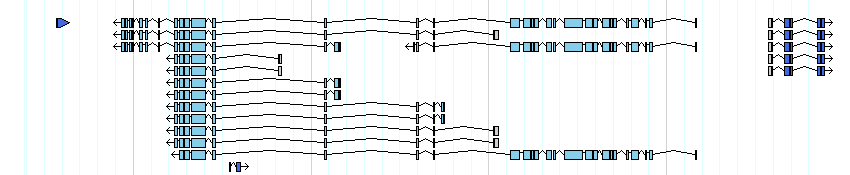 genes detail