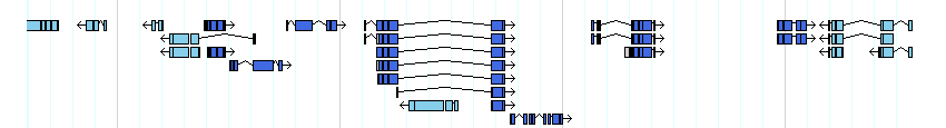 genes detail