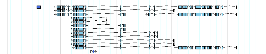 genes detail