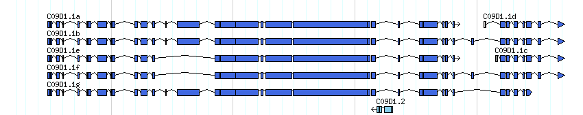 genes detail