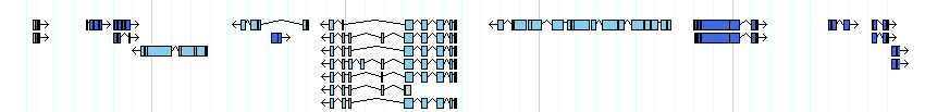 genes detail