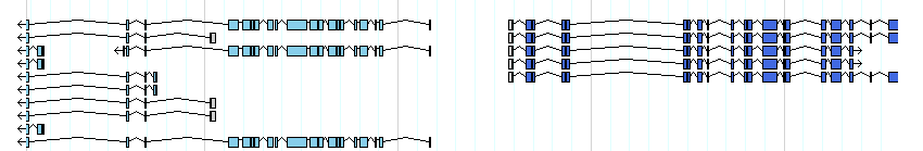 genes detail