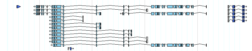 genes detail