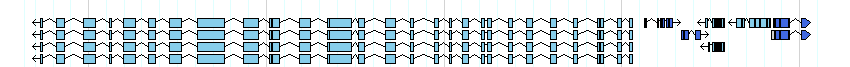 genes detail
