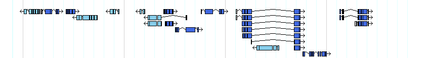 genes detail