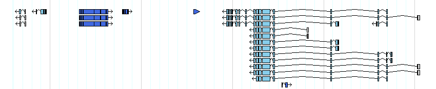 genes detail