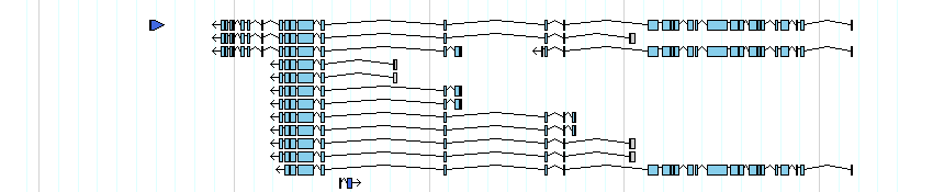 genes detail