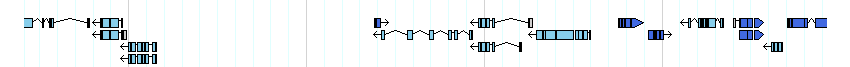 genes detail