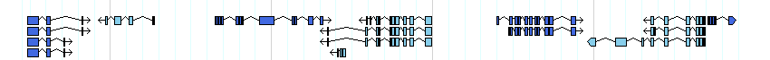 genes detail