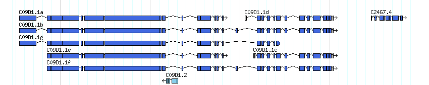 genes detail