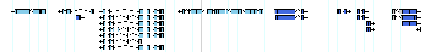 genes detail