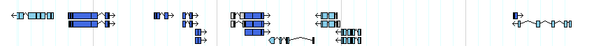 genes detail