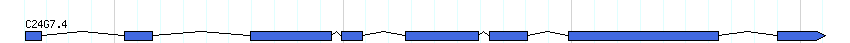 genes detail