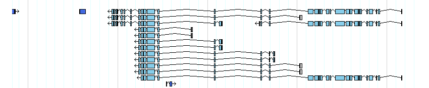 genes detail