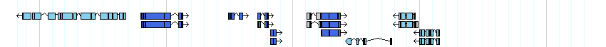 genes detail