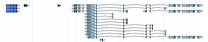 genes detail