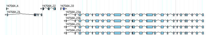 genes detail