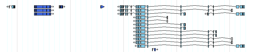 genes detail