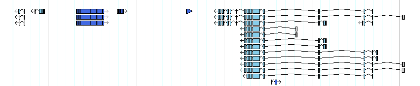 genes detail