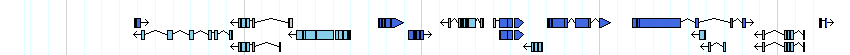 genes detail