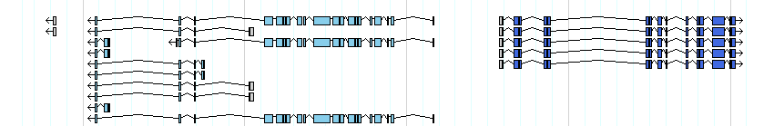 genes detail