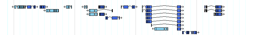 genes detail