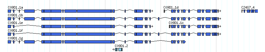genes detail