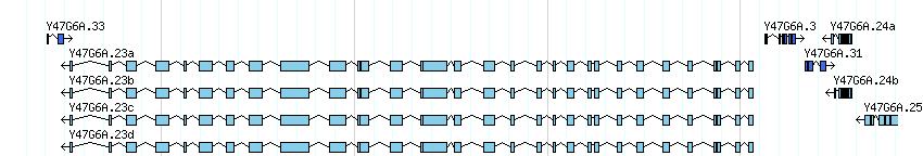 genes detail