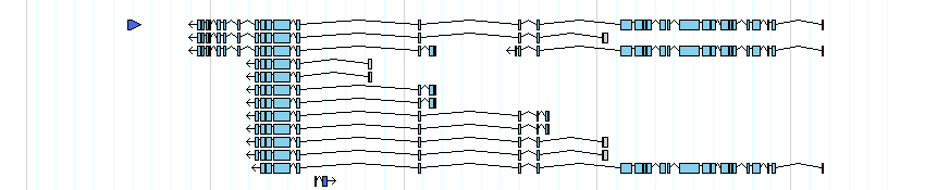 genes detail