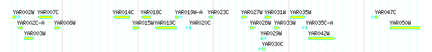 Genes detail
