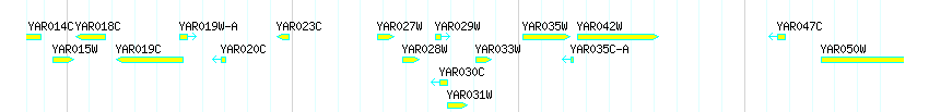 Genes detail