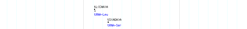 tRNAs detail