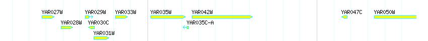 Genes detail